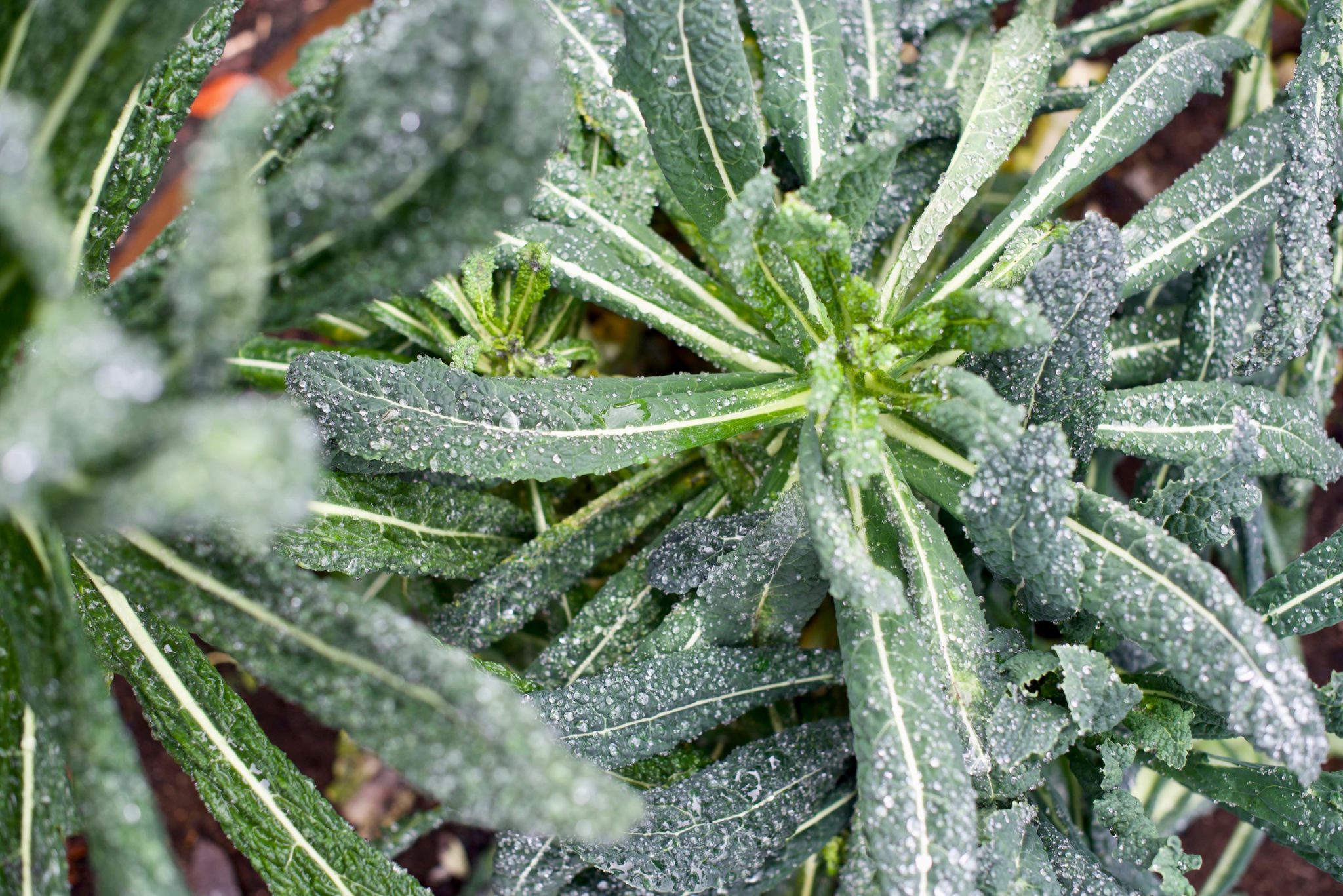 kale powder 