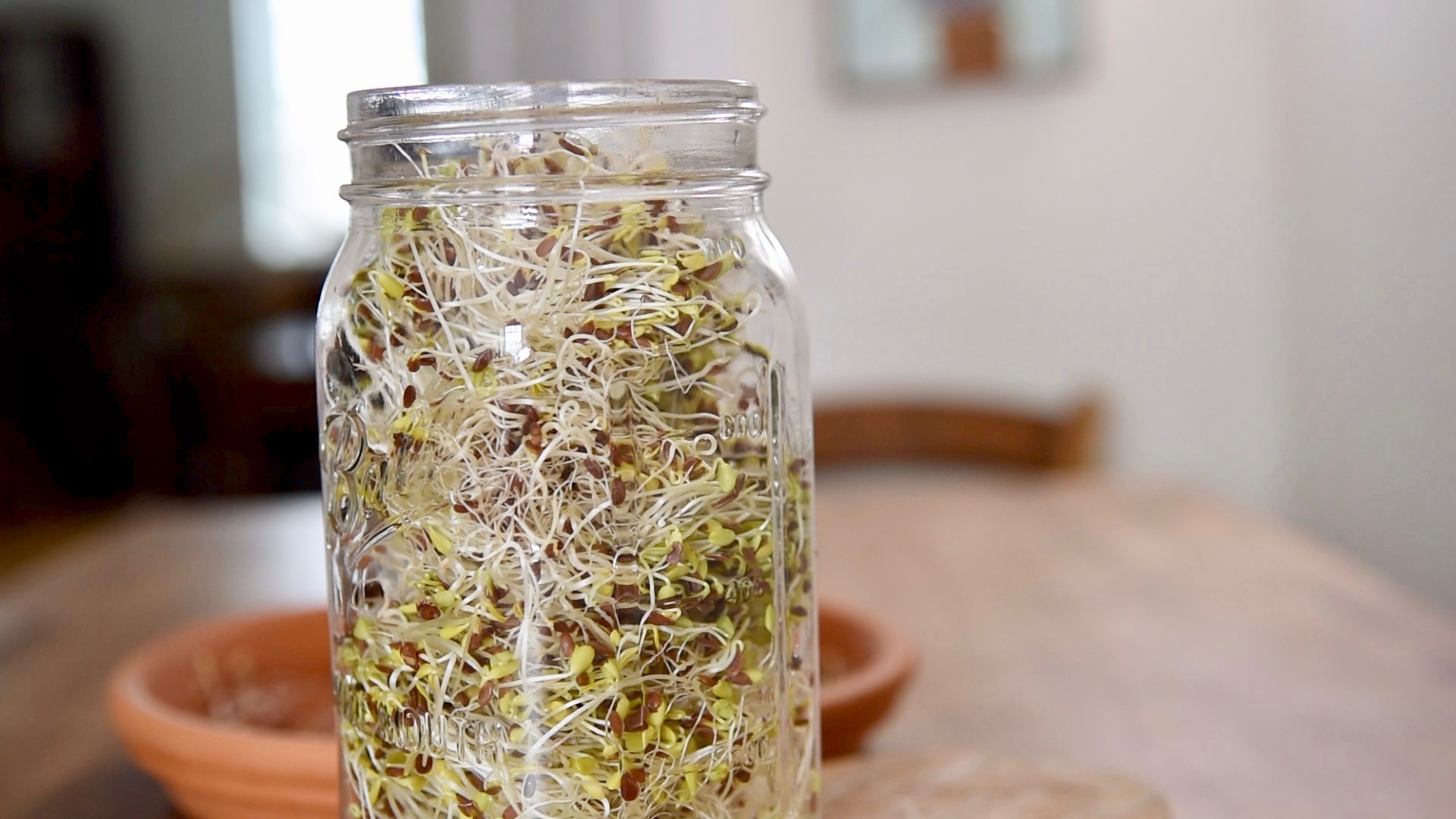 Flaxseed Sprouts