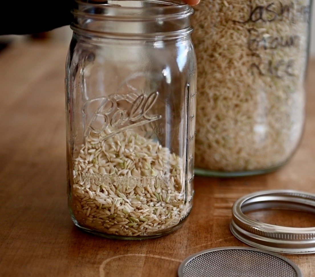 brown rice in a glass jar and sprouting lid