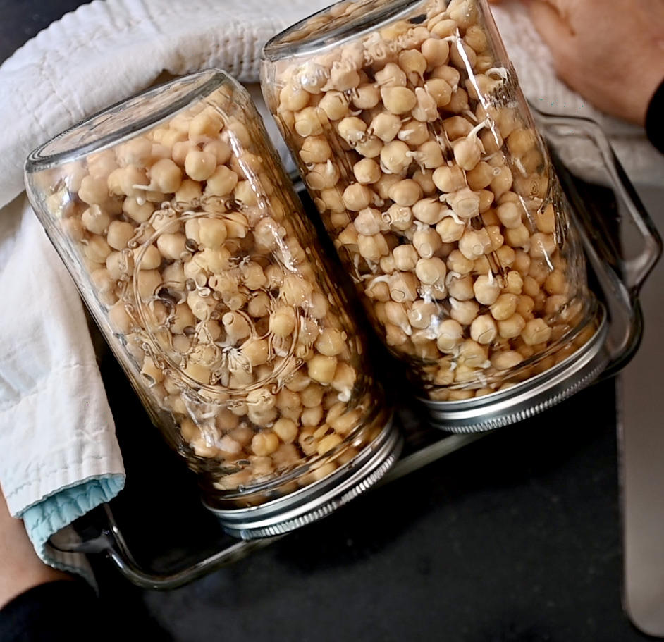 sprouted chickpeas